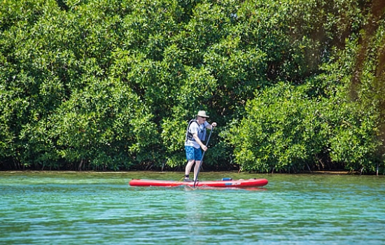 Stand Up Paddleboard (SUP) the Mangrove ranges