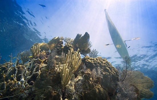 Kayak and Coral Reef