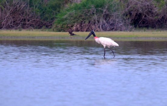Jabiru Stork at Crooked Tree Lagoons