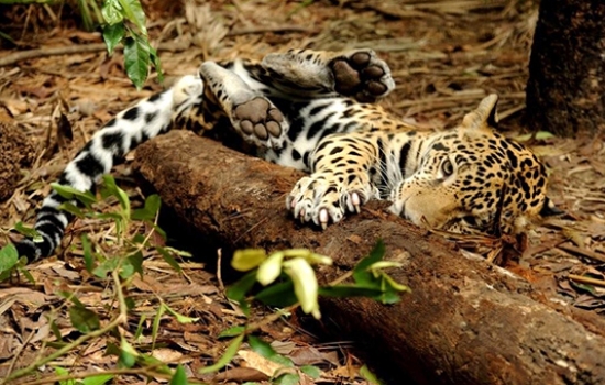Jaguar at the Belize Zoo