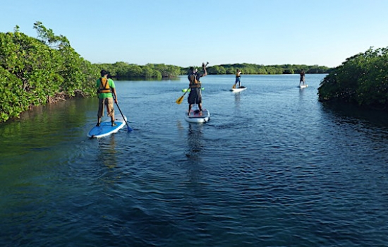 Paddleboarding in the Mangroves, Belize