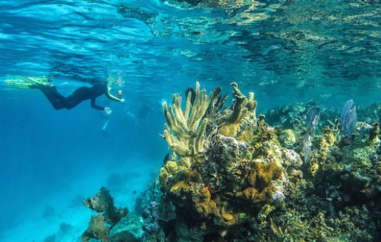 Snorkeling on Lighthouse Reef Atoll Belize