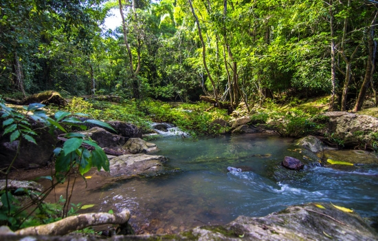 Bocawina Rainforest