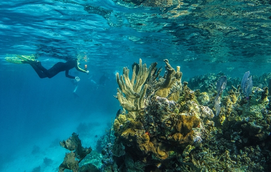 Snorkel Lighthouse Reef