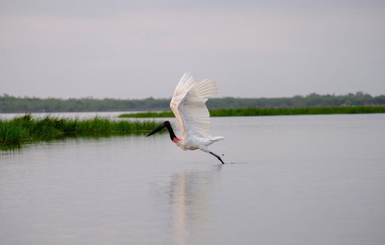 Jabiru Stork at Crooked Tree Lagoons