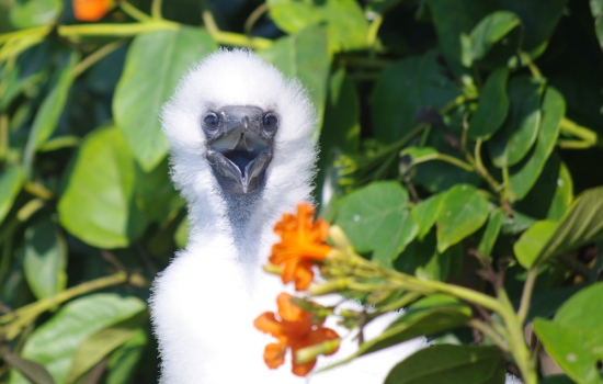 Baby Booby at Half Moon Caye