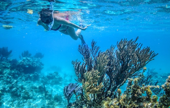 Snorkeling Glover's Reef