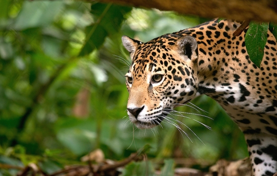 Jaguar Belize