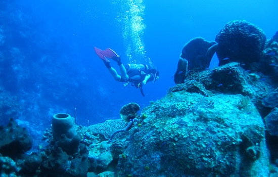 Scuba Diver with Tube Sponge