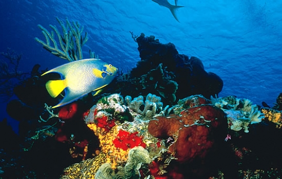 Scuba Diving with Angelfish
