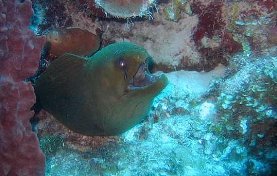 Morey Eel in Belize