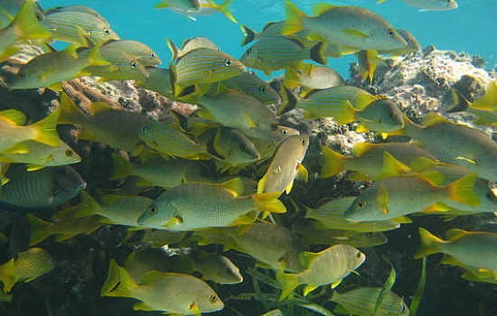 Scuba Diving with School Master Snapper