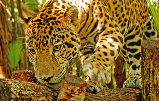 jaguar reserve