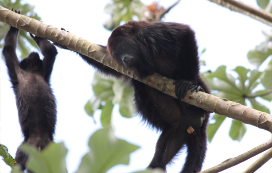 Rainforest Wildlife