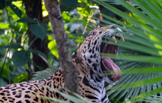 Jaguar Belize