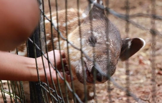 Sparks the baby Tapir needs your support