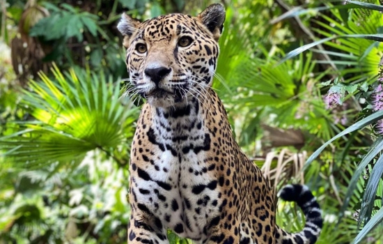 Jaguar in zoo habitat
