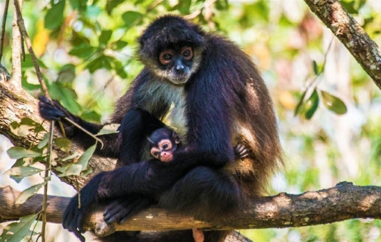 Howler monkey mother and baby