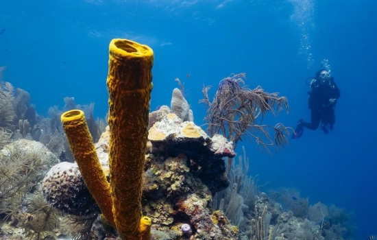 scubadiving Lighthouse reef atoll Belize