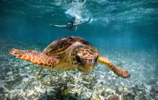 green turtle in belize