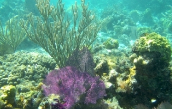 Snorkeling Lighthouse Reef, Belize