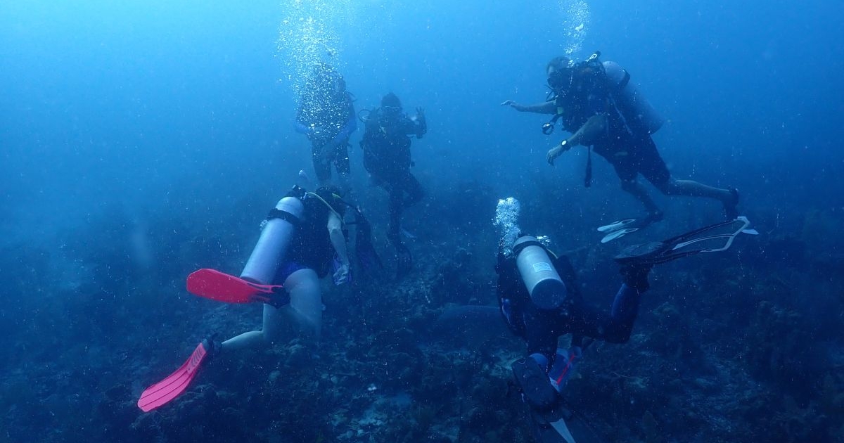 Diving in Belize 2022 Island Expeditions