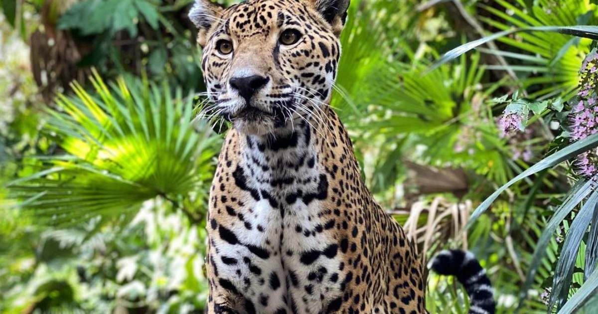 The Belize Zoo is back Island Expeditions