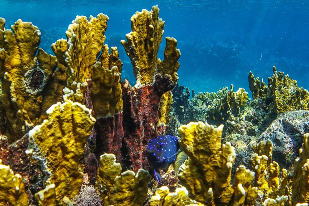 Snorkeling and scuba diving on the Belize Barrier Reef