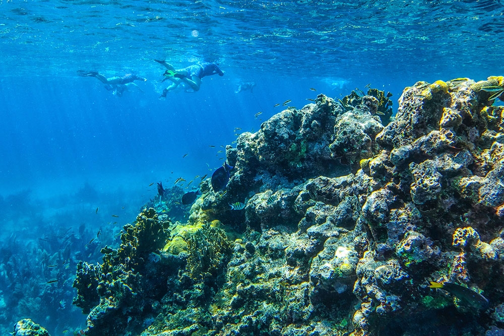 Snorkel at Lighthouse Reef