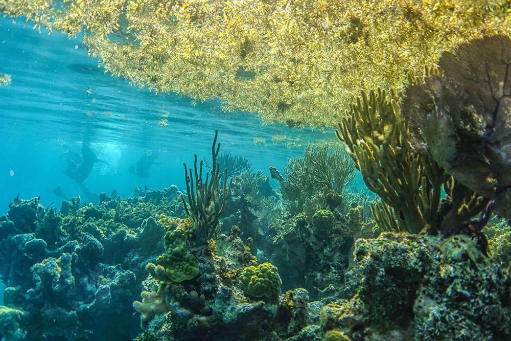 Snorkel the Belize Barrier Reef