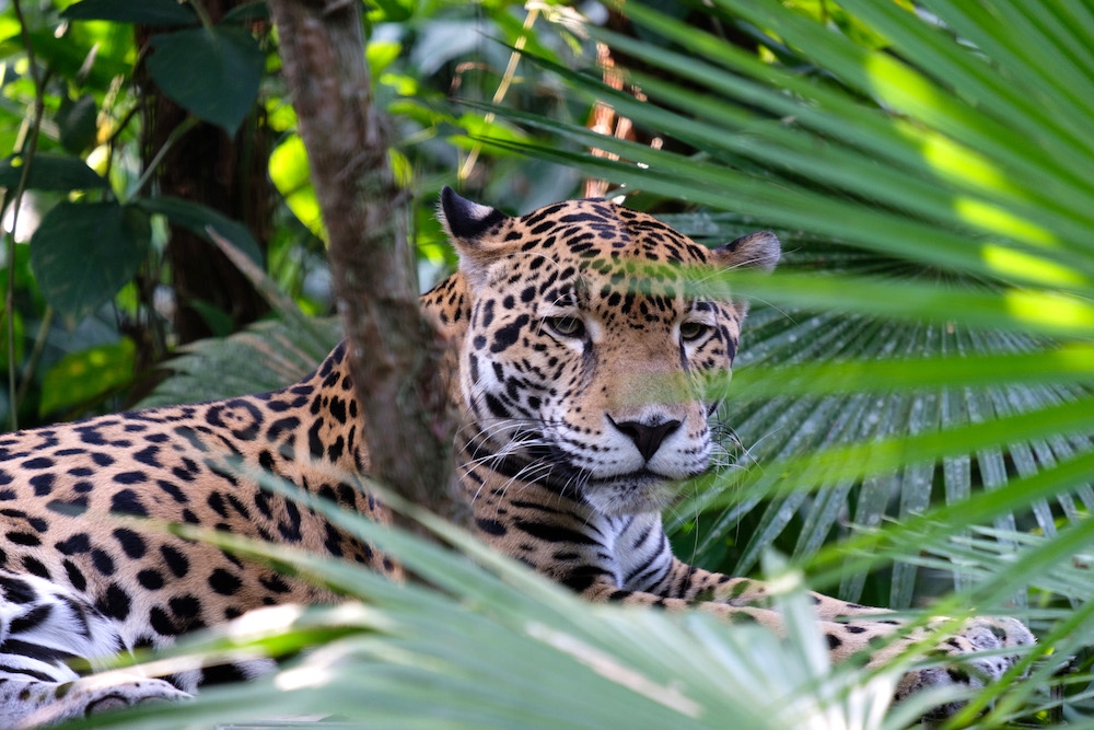 Jaguar