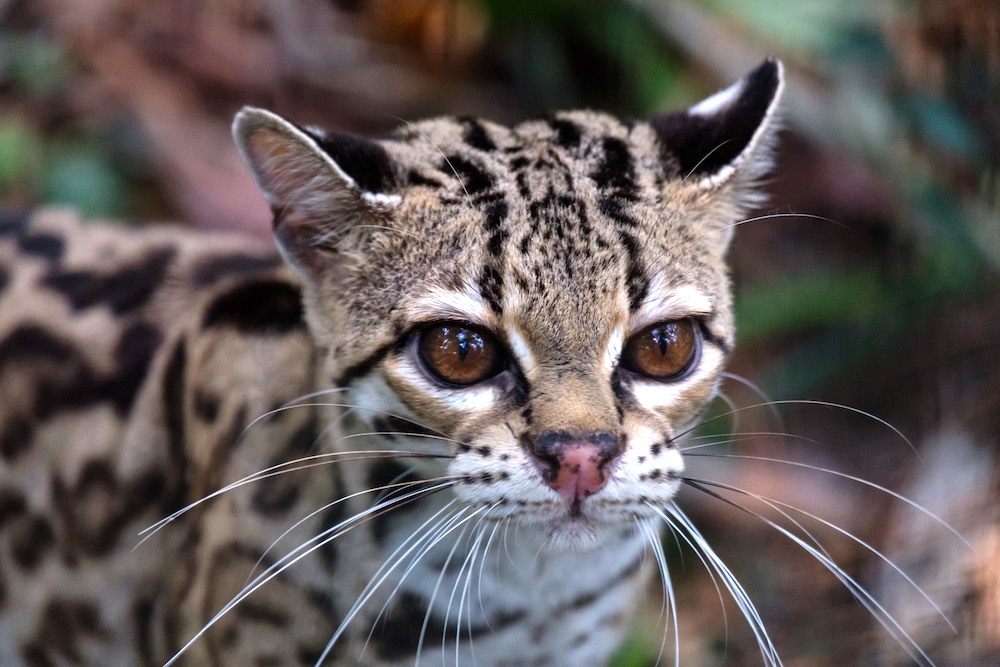 Margay