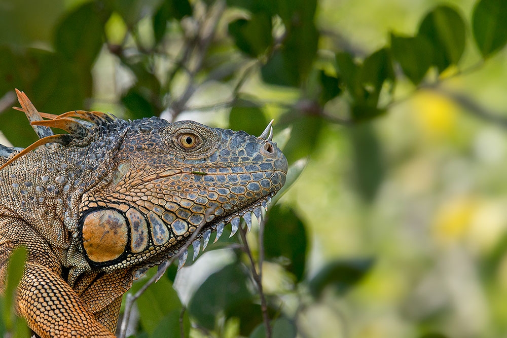 Green Iguana