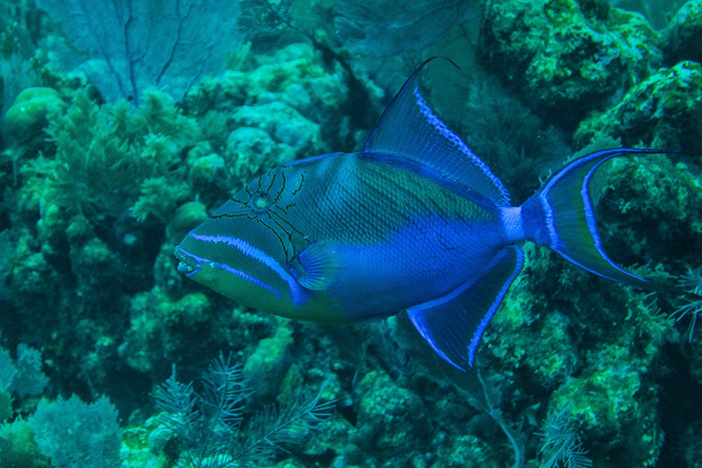 Marine Life in Belize