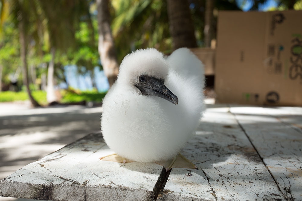 Baby Booby