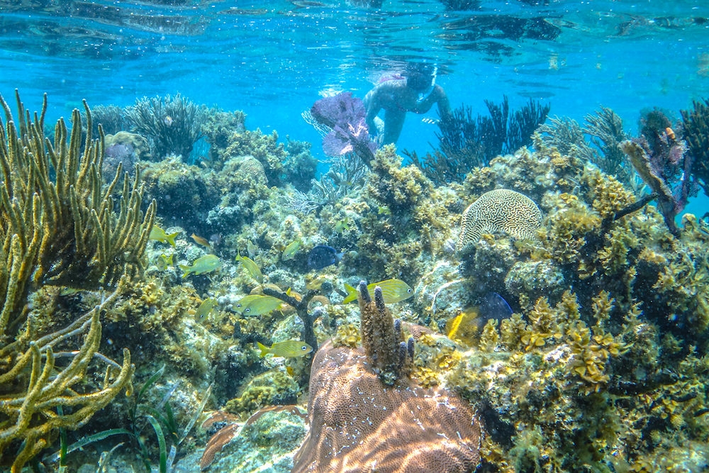 Snorkeling at Glover's Reef