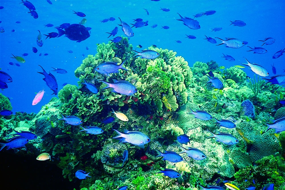 The Aquarium, LIghthouse Reef, Belize