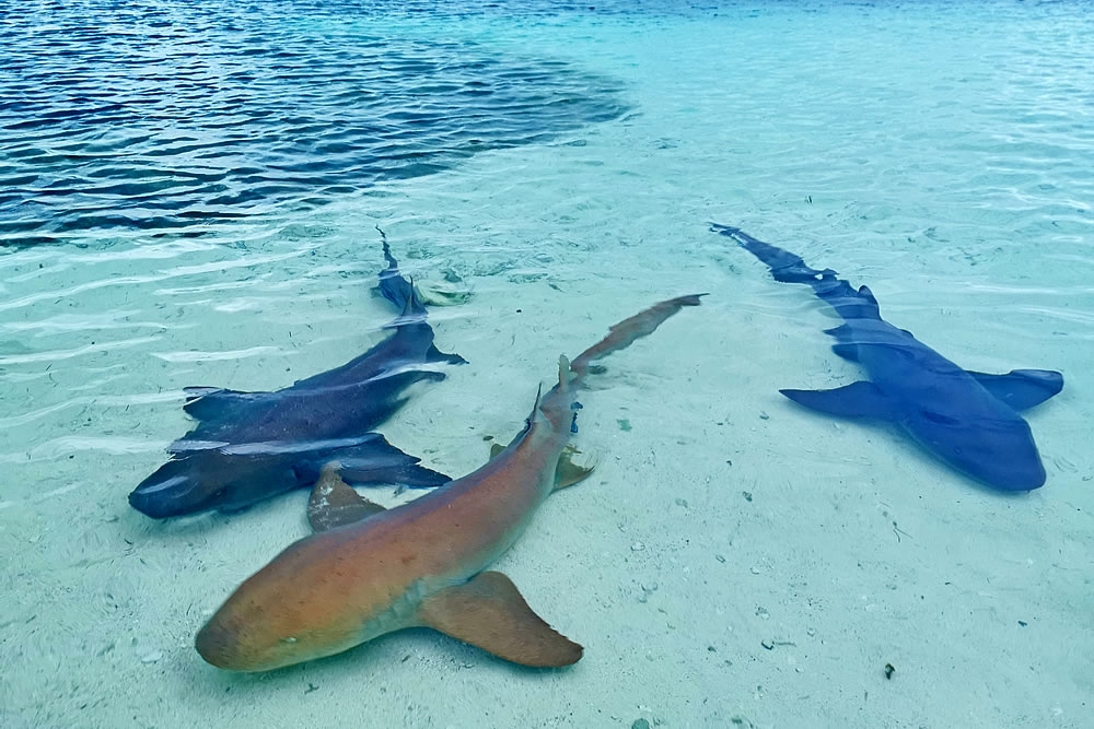 Nurse Sharks on the reef flats, LIghthouse Reef, Belize