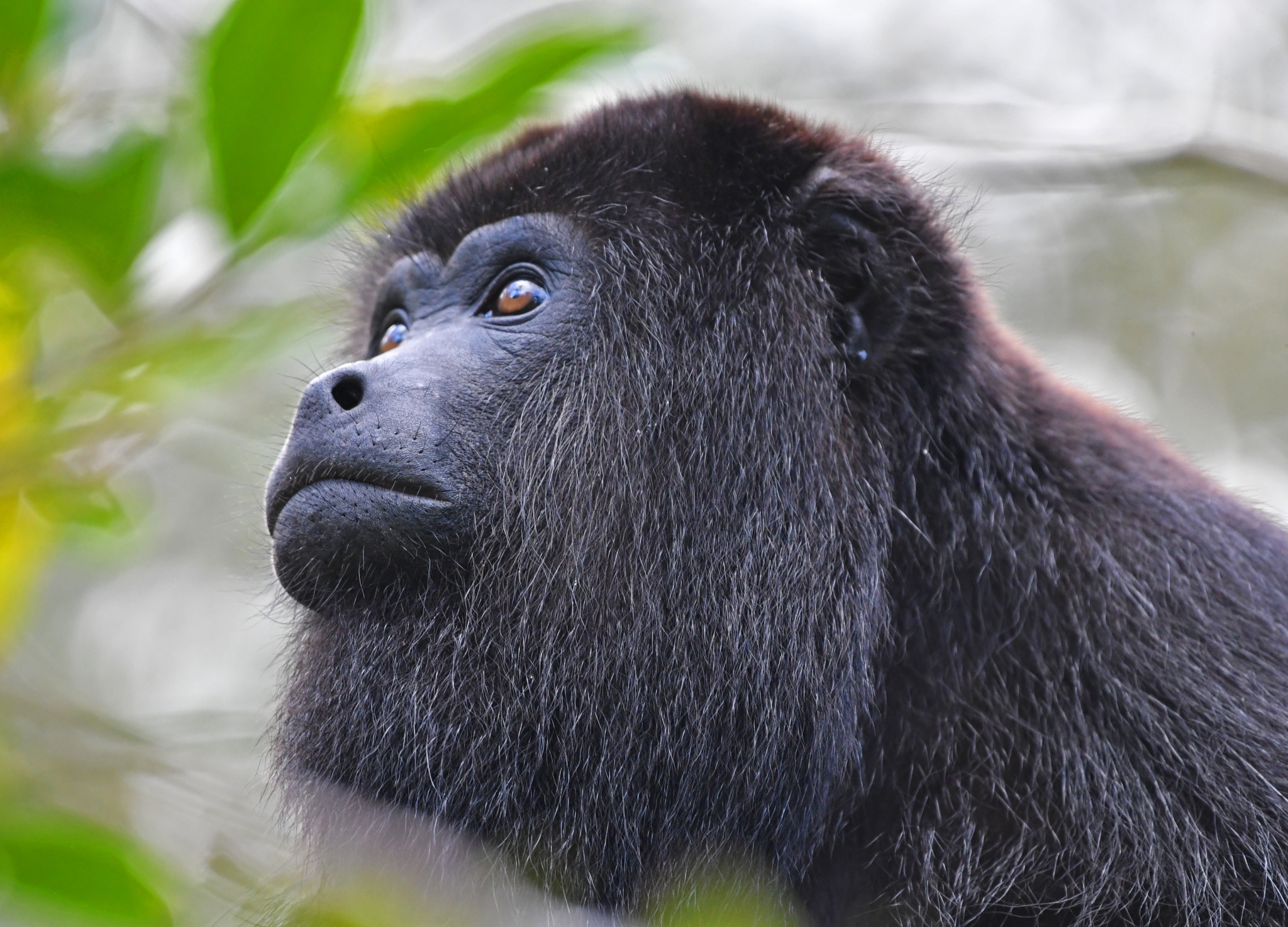 Howler Monkey