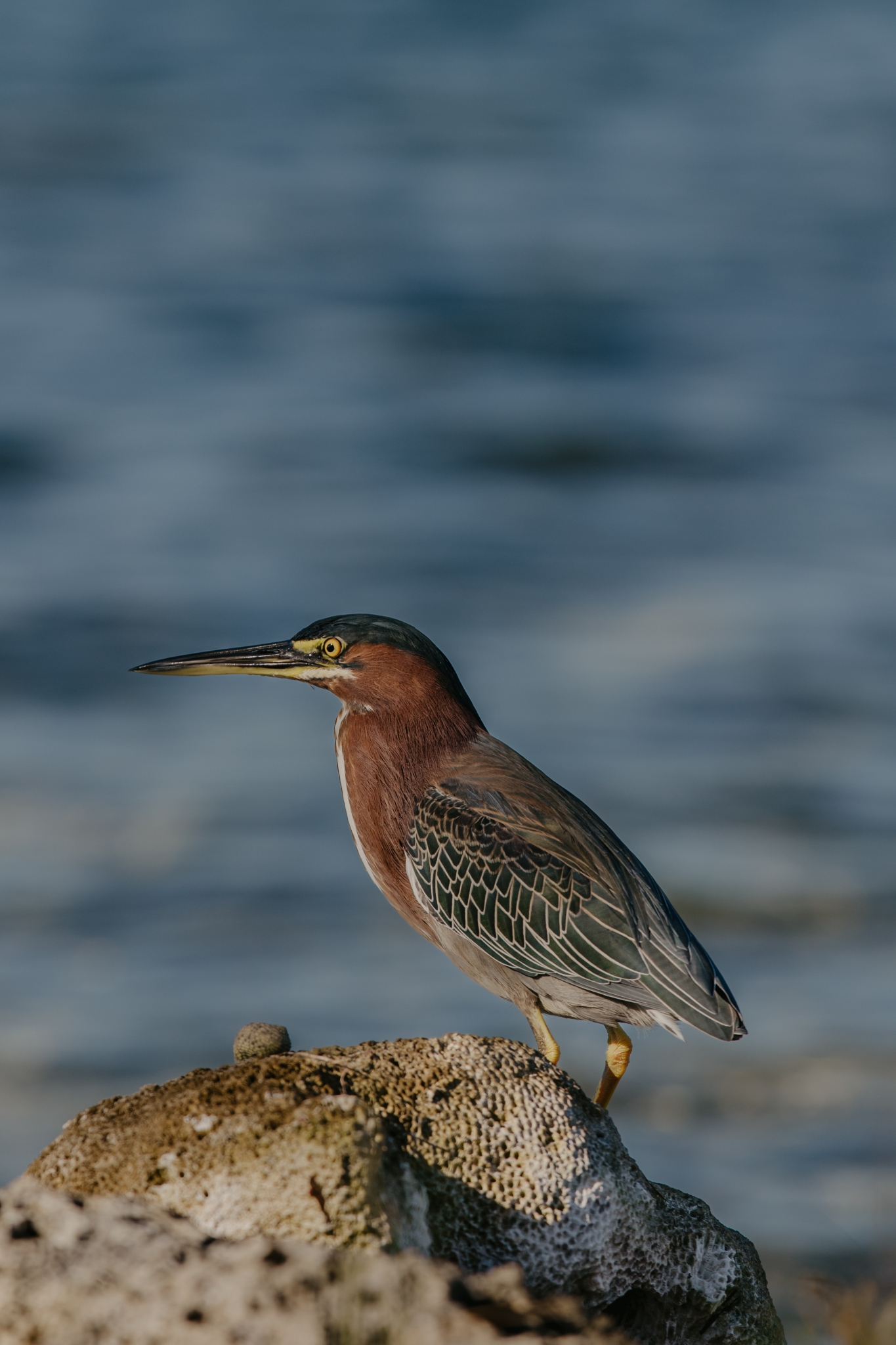 Green Heron