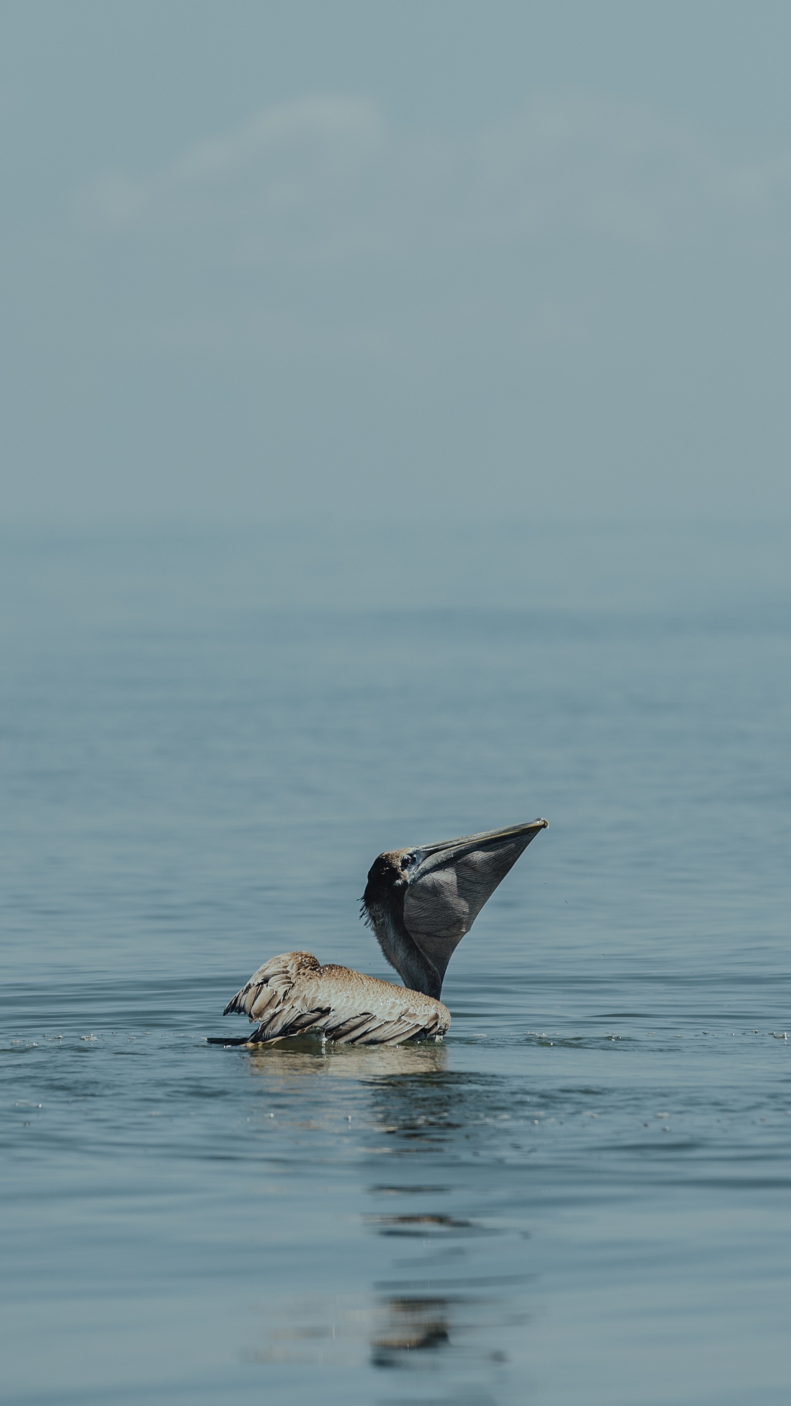 Brown Pelican
