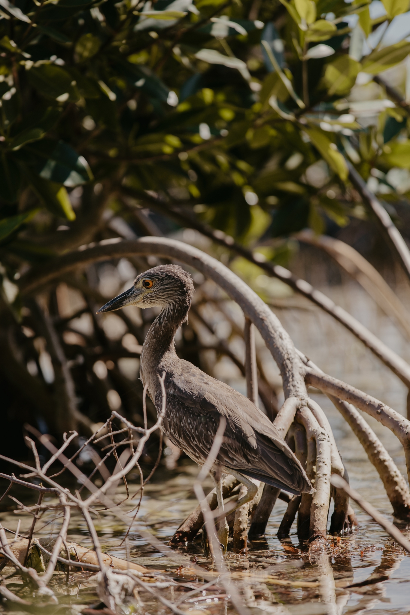 Juvenile Yellow-Crowned Night Heron