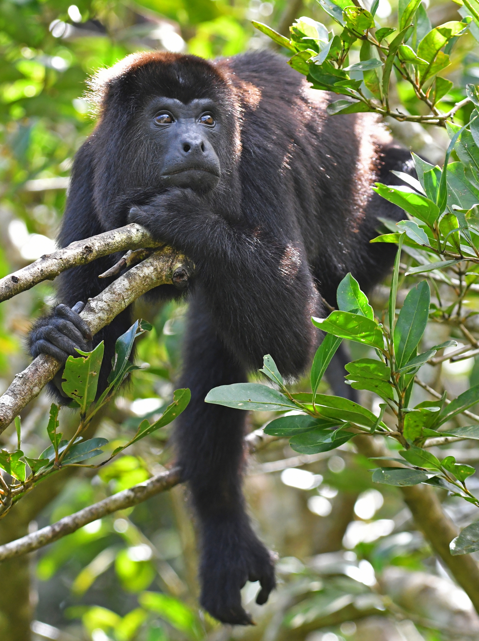 Howler Monkey