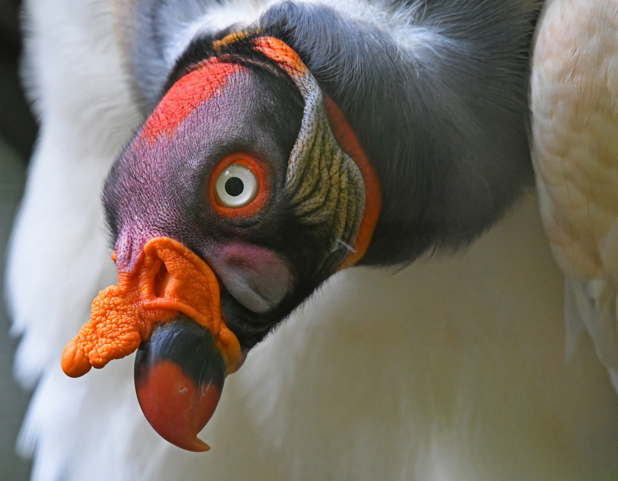 King Vulture