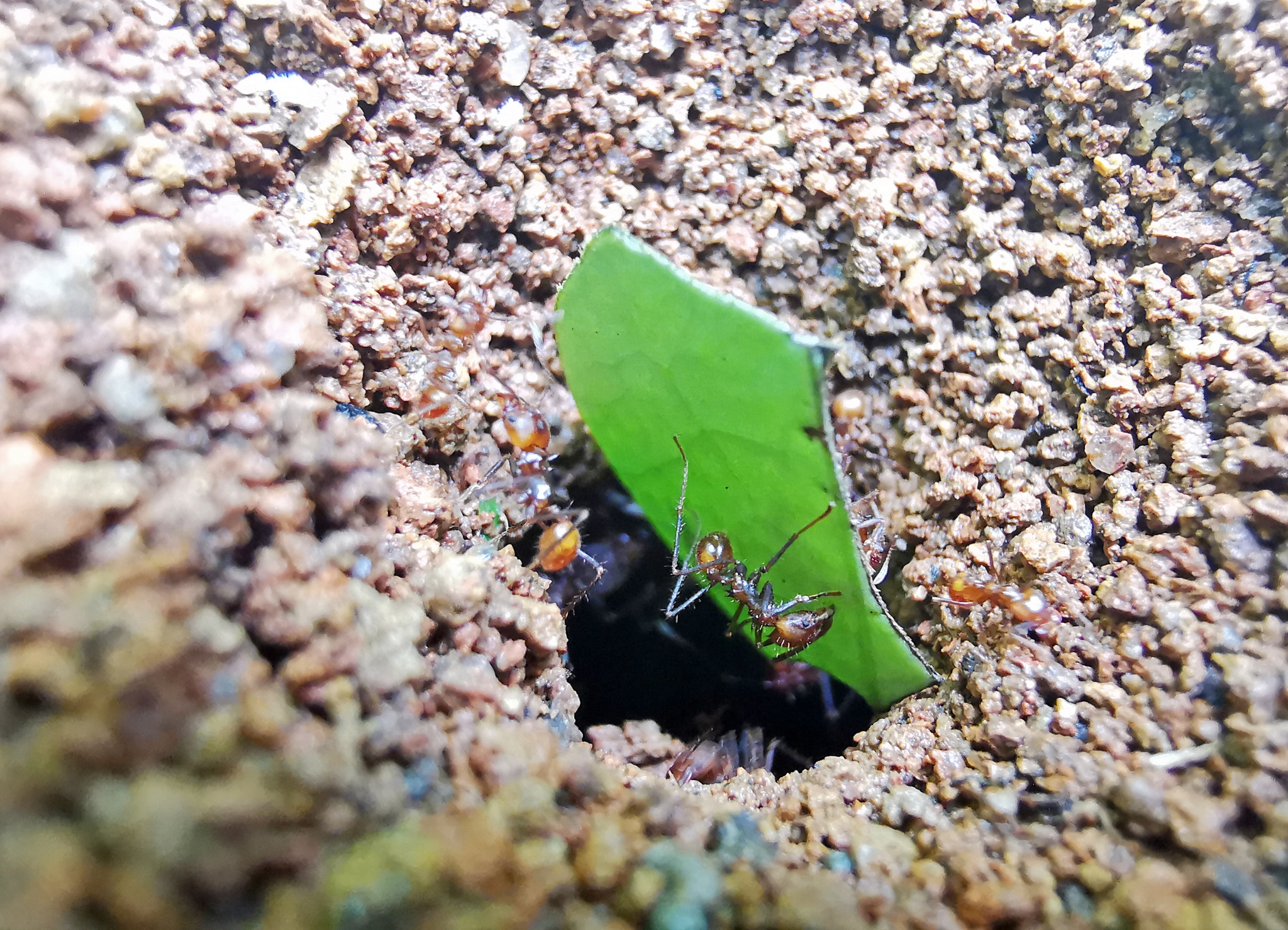 Leaf-cutter Ants
