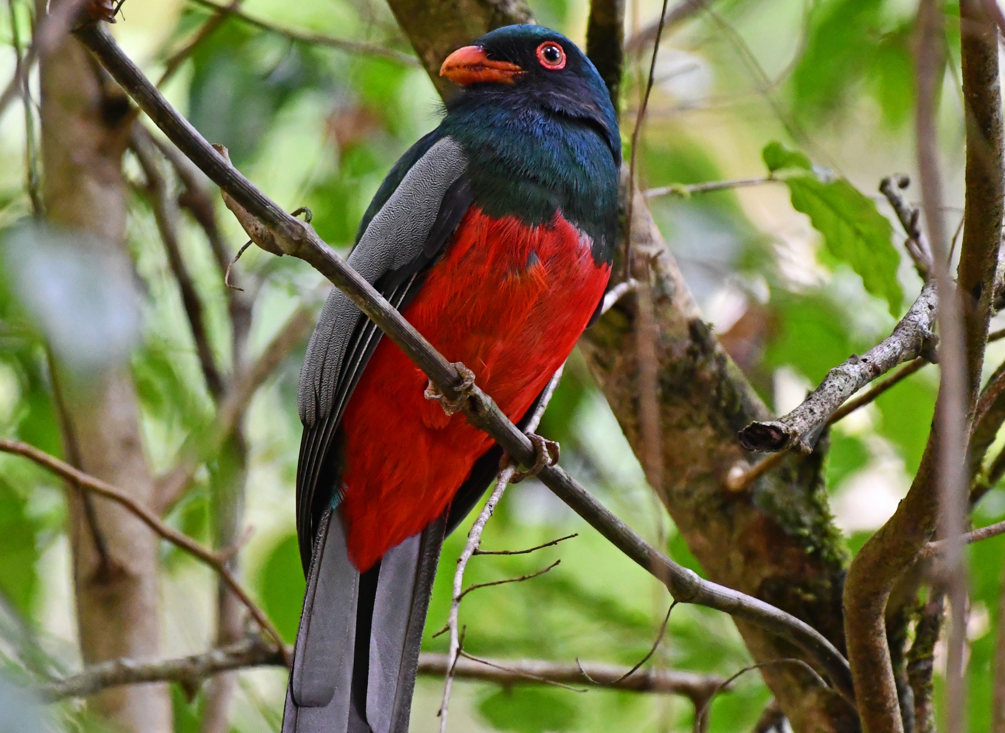Slaty-tailed Trogon