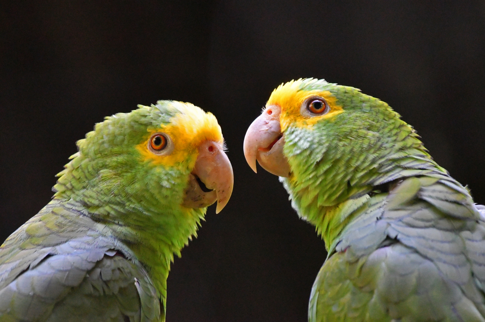 Yellow-headed Parrot