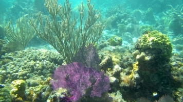 Snorkeling Lighthouse Reef, Belize