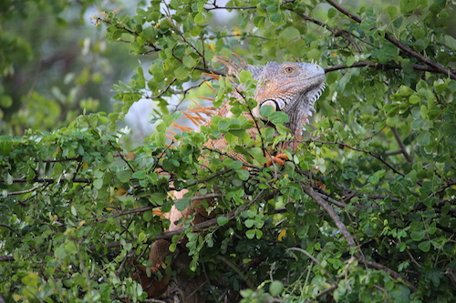 Green Iguana 