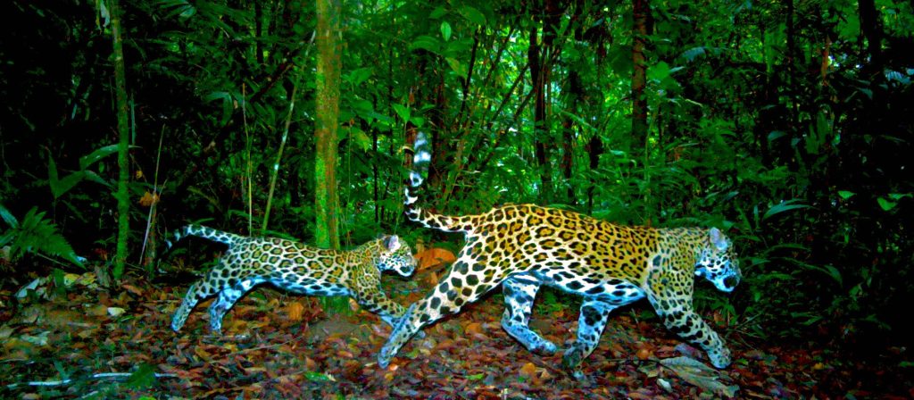 Jaguar and cub at Bocawina